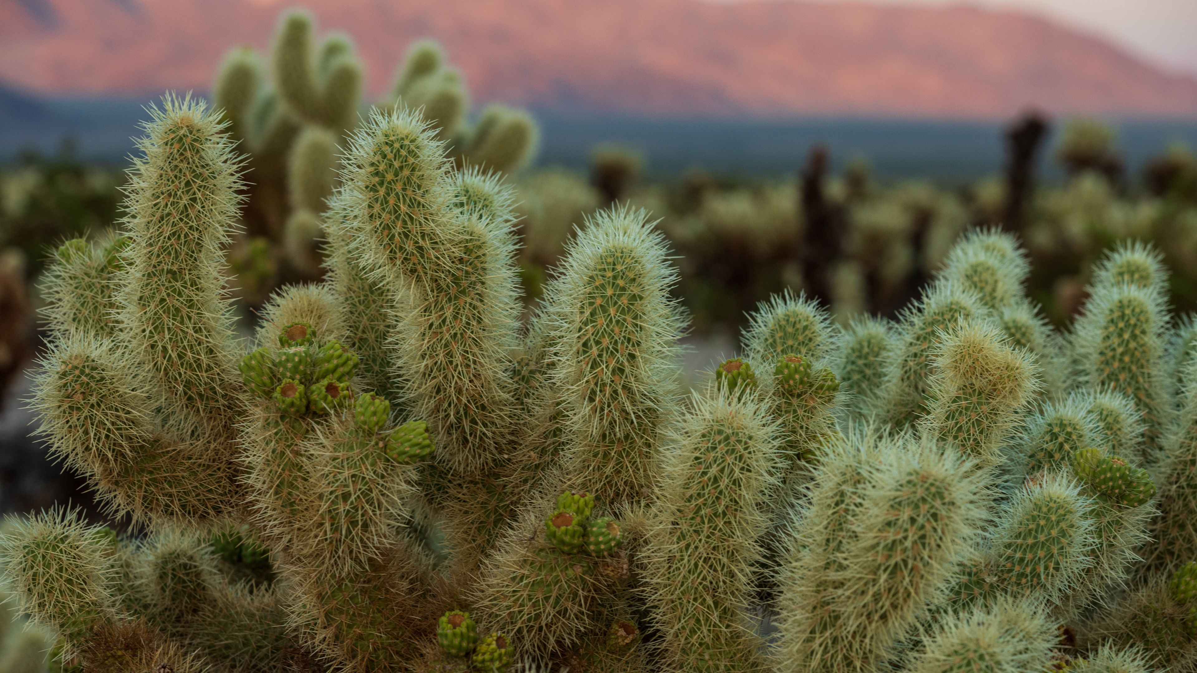 Cacti